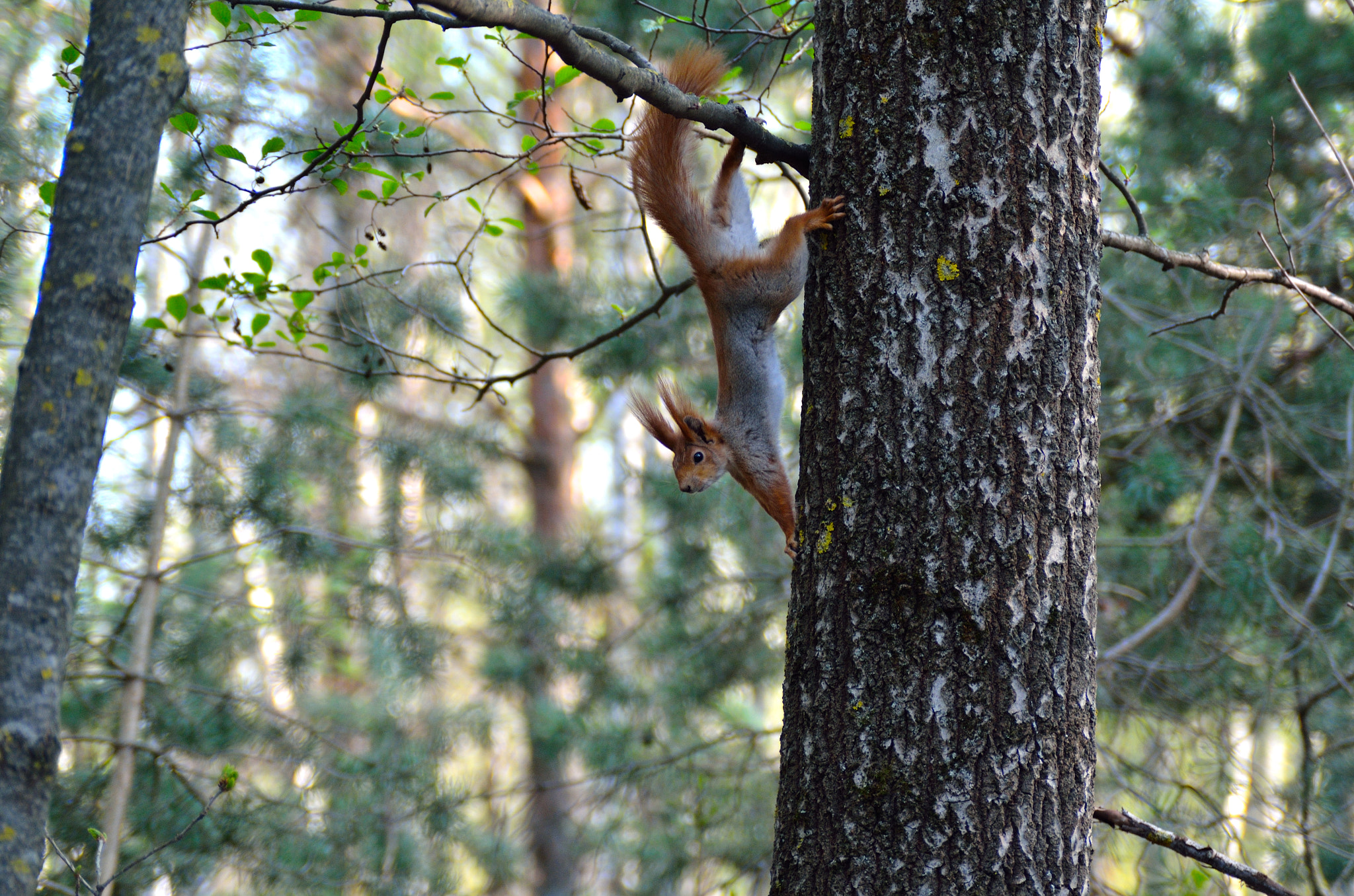 AF Zoom-Nikkor 28-105mm f/3.5-4.5D IF sample photo. Squirrel photography