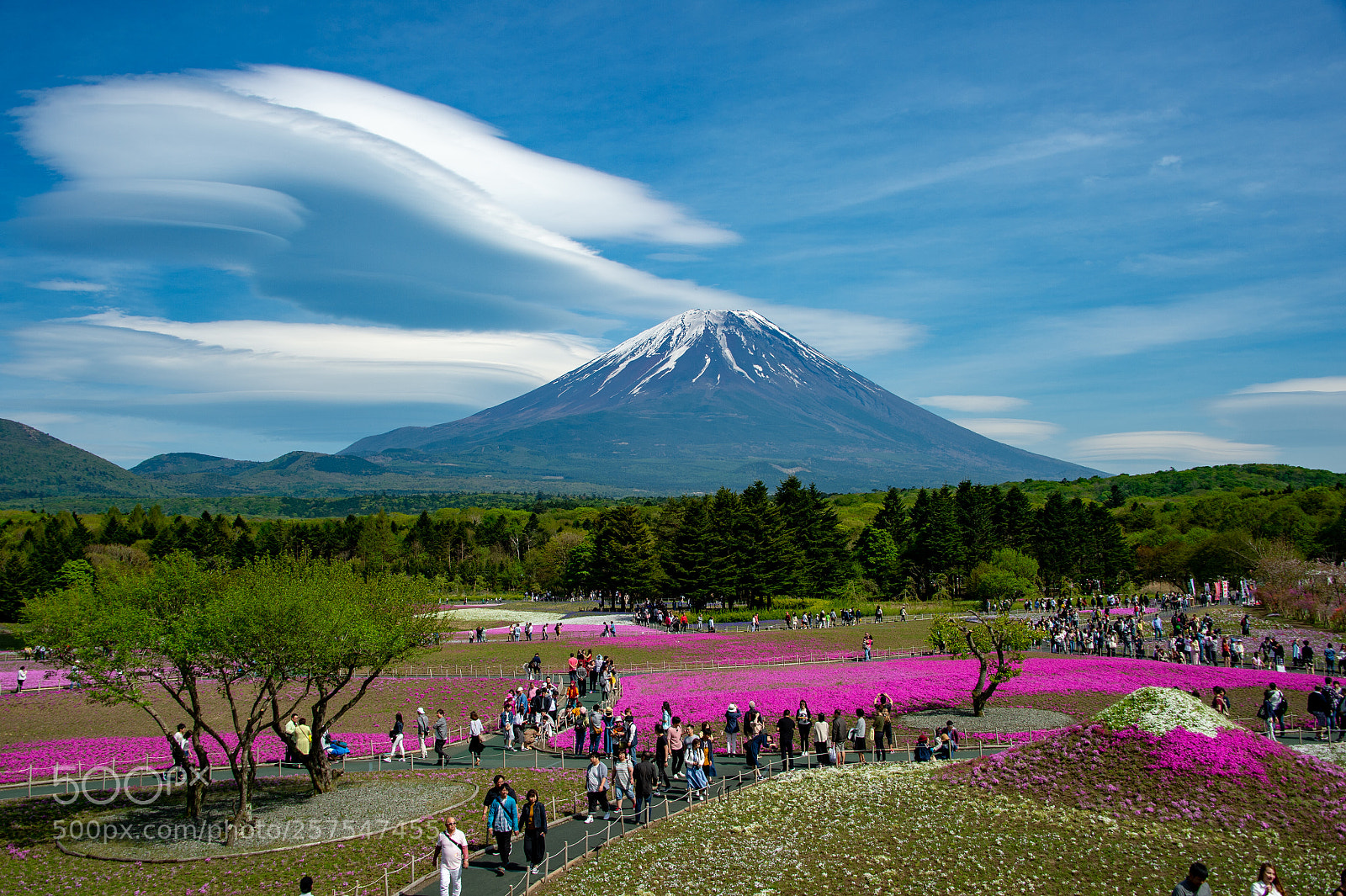 Nikon Df sample photo. Mt. fuji and shiba-sakura photography