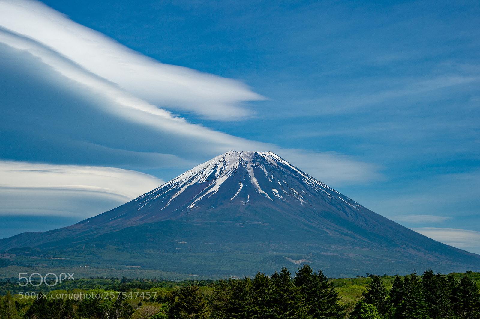 Nikon Df sample photo. Mt. fuji and shiba-sakura photography