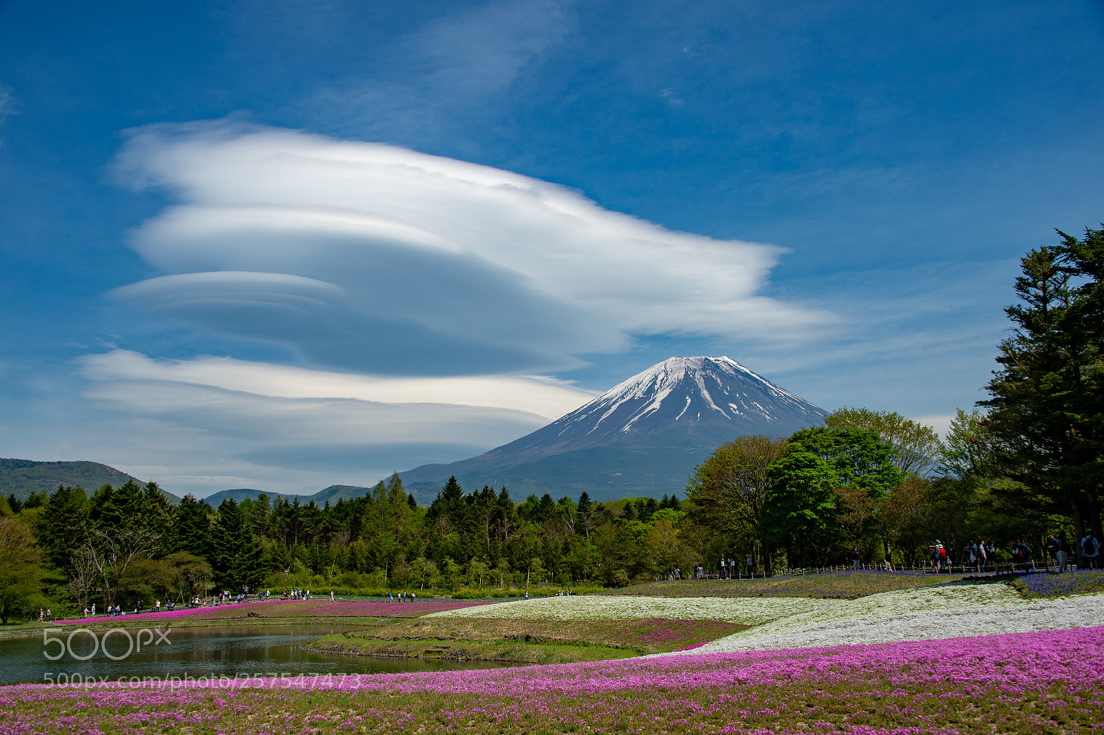 Nikon Df sample photo. Mt. fuji and shiba-sakura photography