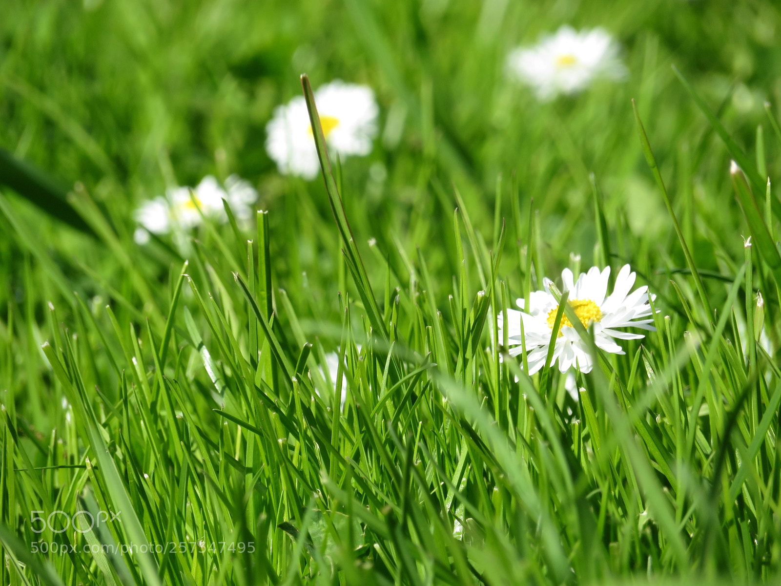 Canon PowerShot SX720 HS sample photo. White and green photography
