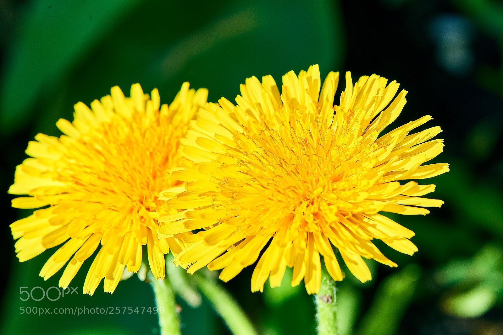 Nikon D800 sample photo. Untitled photography