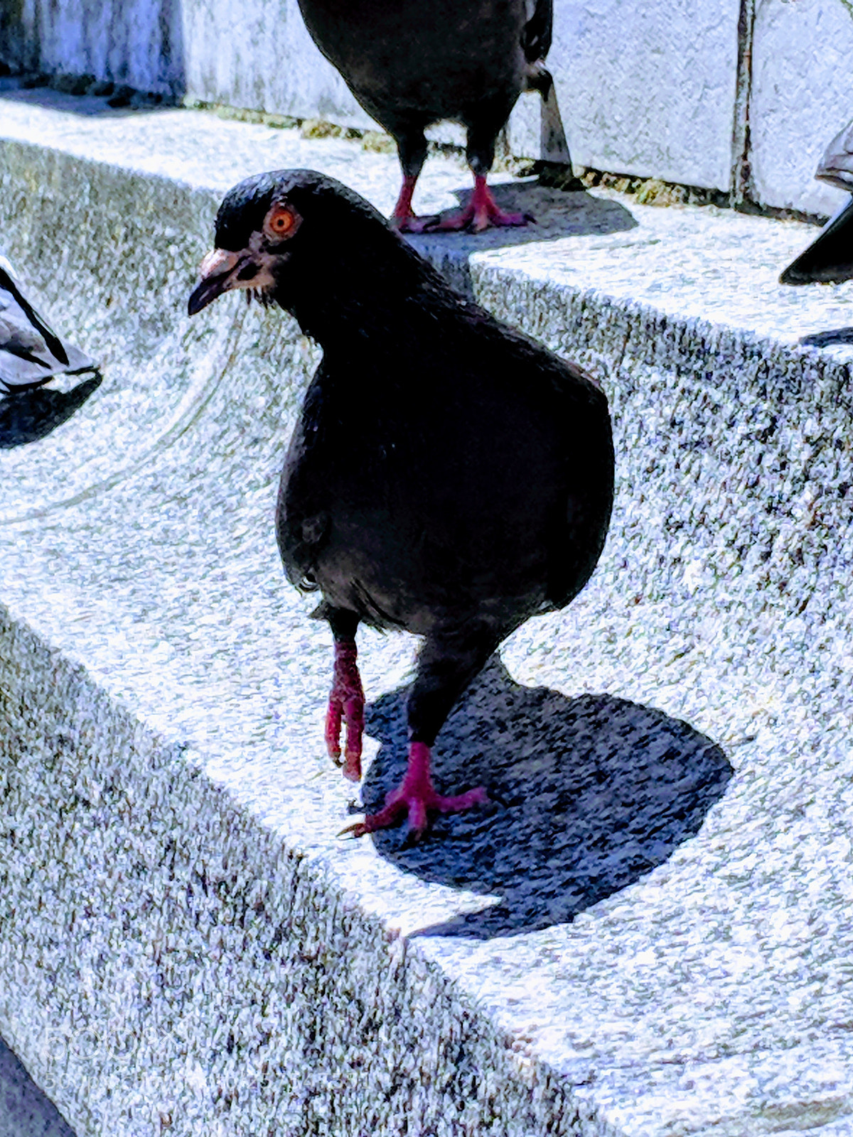 Google Pixel 2 sample photo. Pigeon photography