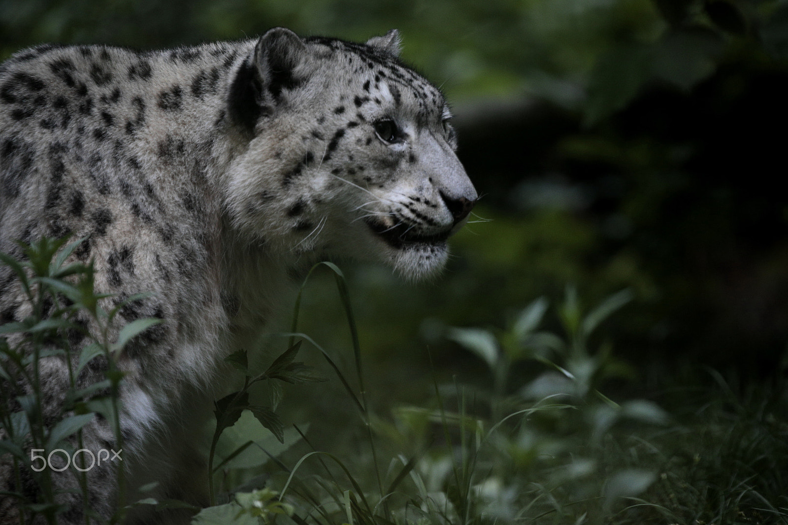 Canon EOS-1D X sample photo. Snow leopard photography