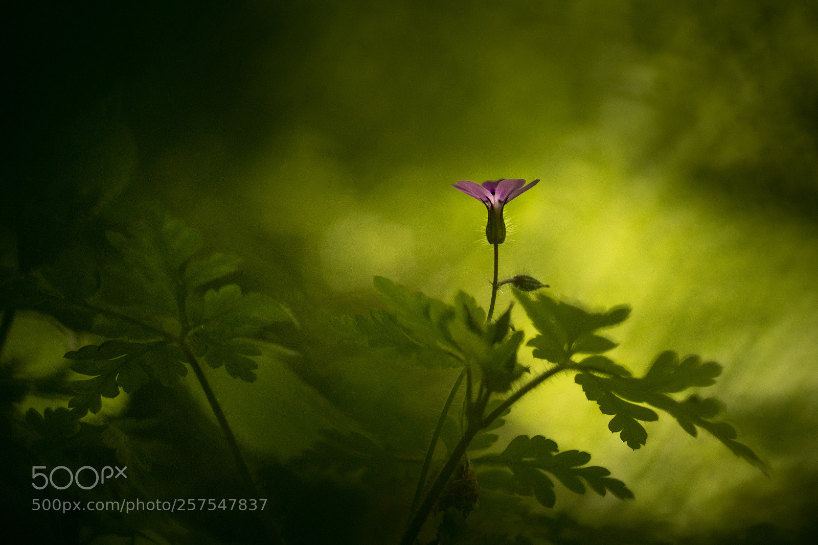 Sony ILCA-77M2 sample photo. Light in a dark photography