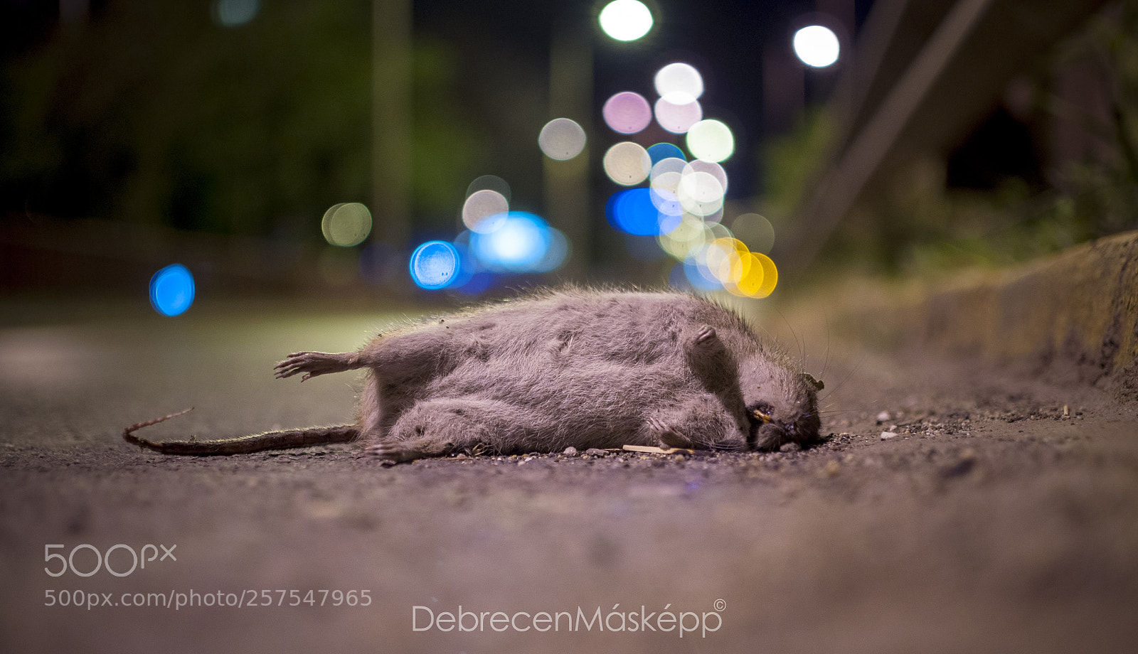 Nikon D5000 sample photo. Debrecen-hungary photography