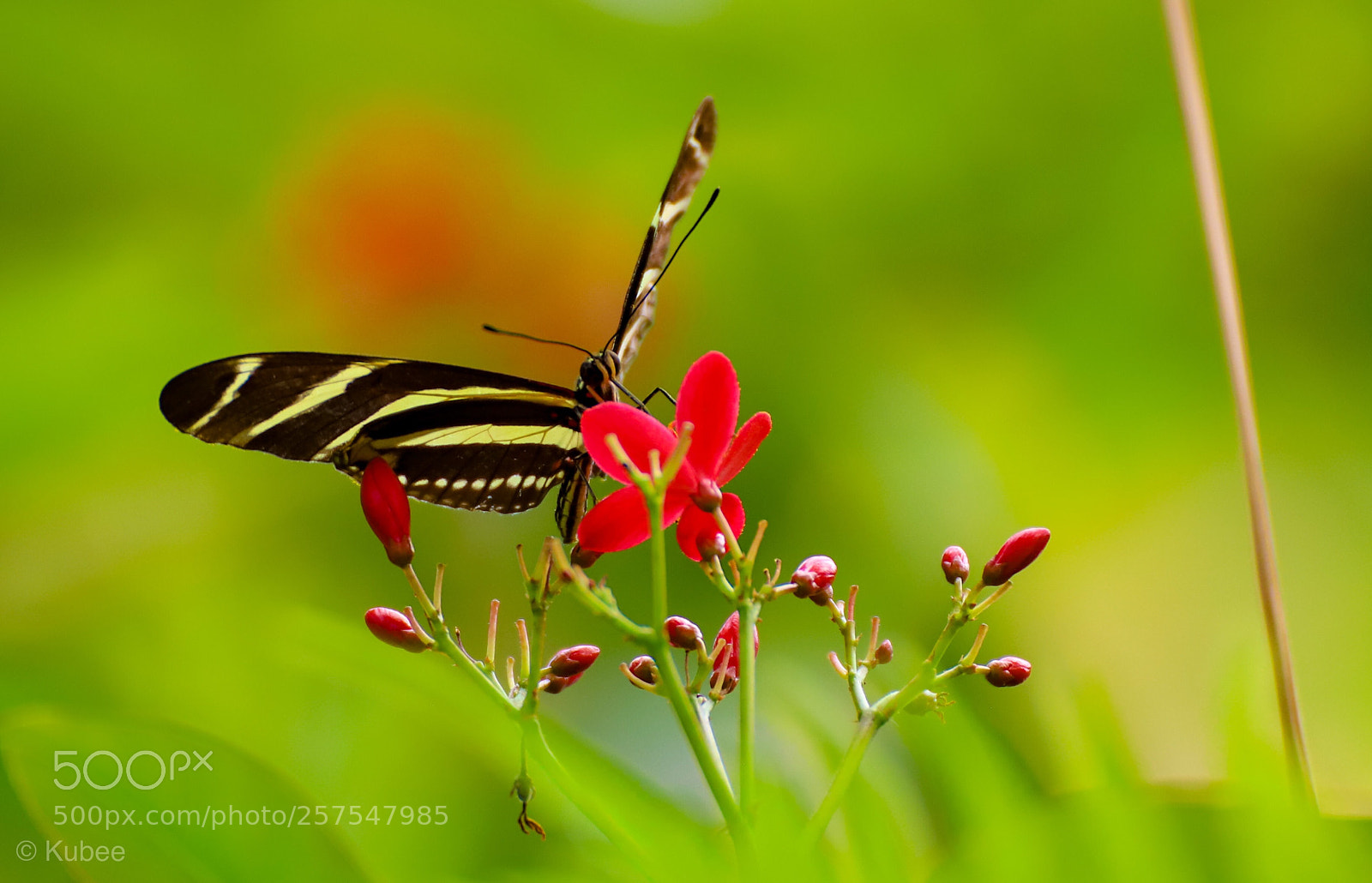Canon EOS 6D Mark II sample photo. Zebra butterfly photography