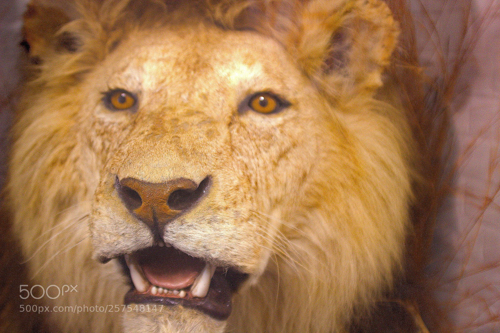 Canon EOS 1200D (EOS Rebel T5 / EOS Kiss X70 / EOS Hi) sample photo. Lion photography