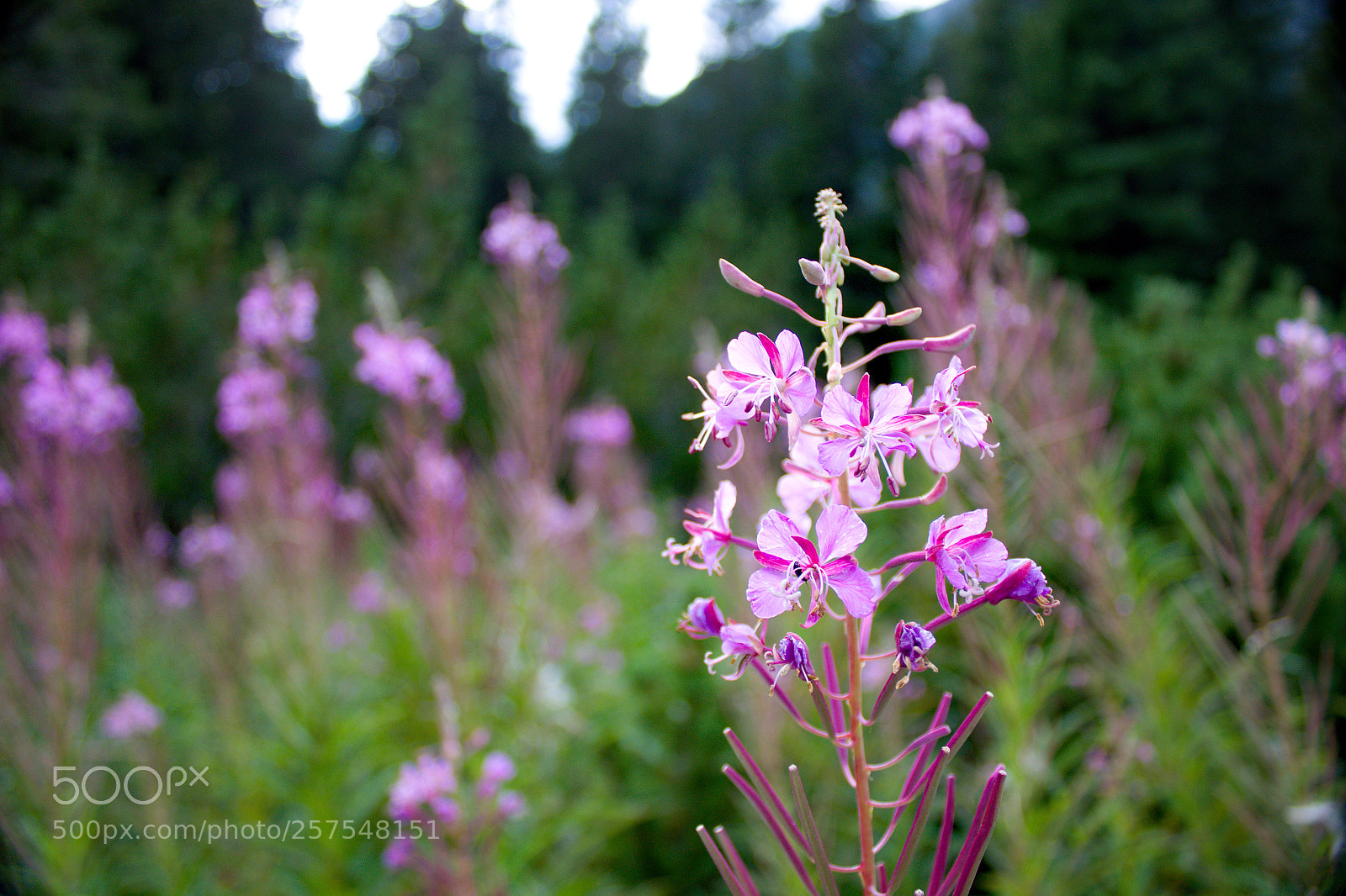 Canon EOS 1200D (EOS Rebel T5 / EOS Kiss X70 / EOS Hi) sample photo. Flowerpower photography