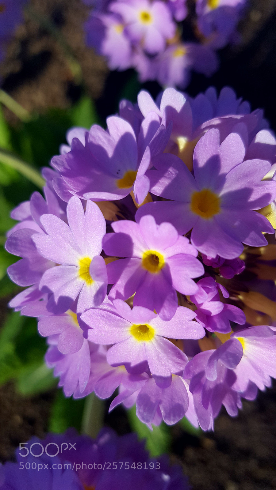 Samsung Galaxy S6 sample photo. Violet spring photography