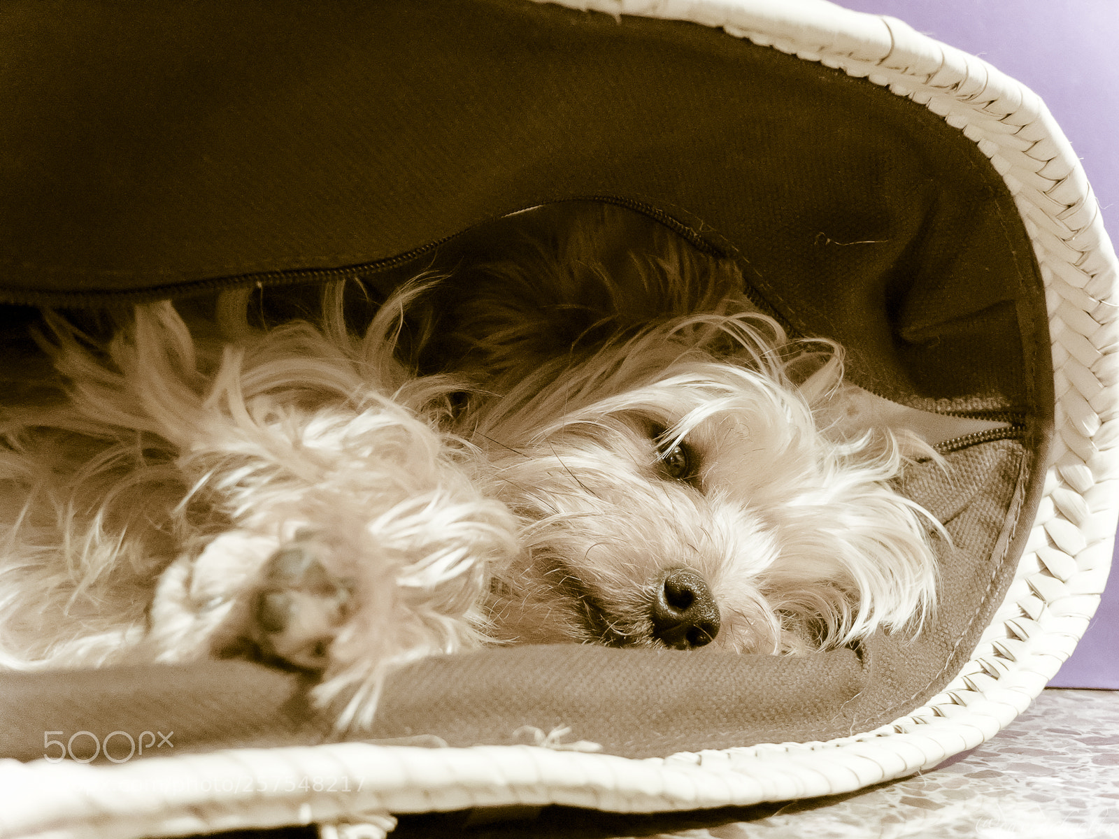 Fujifilm X30 sample photo. Descans a la cistella photography