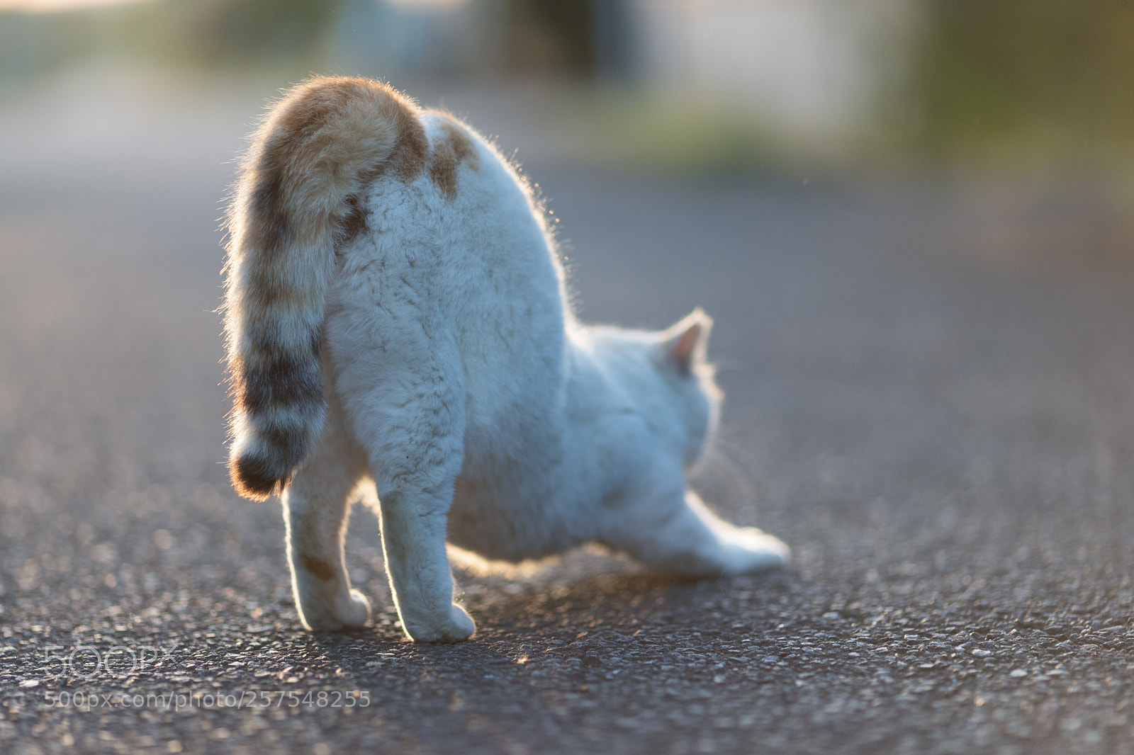 Canon EOS 6D Mark II sample photo. Cat photography