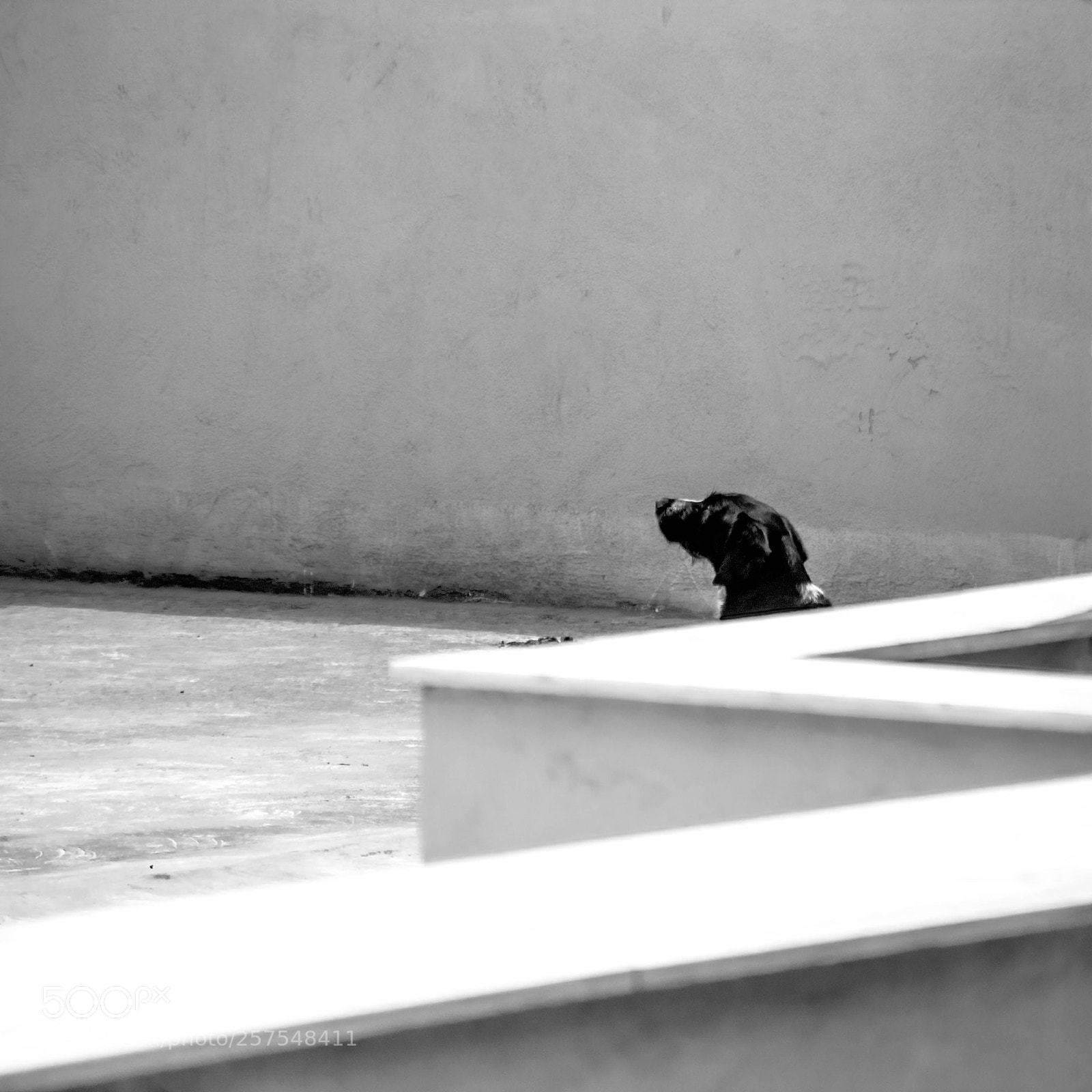 Canon EOS 500D (EOS Rebel T1i / EOS Kiss X3) sample photo. Waiting photography
