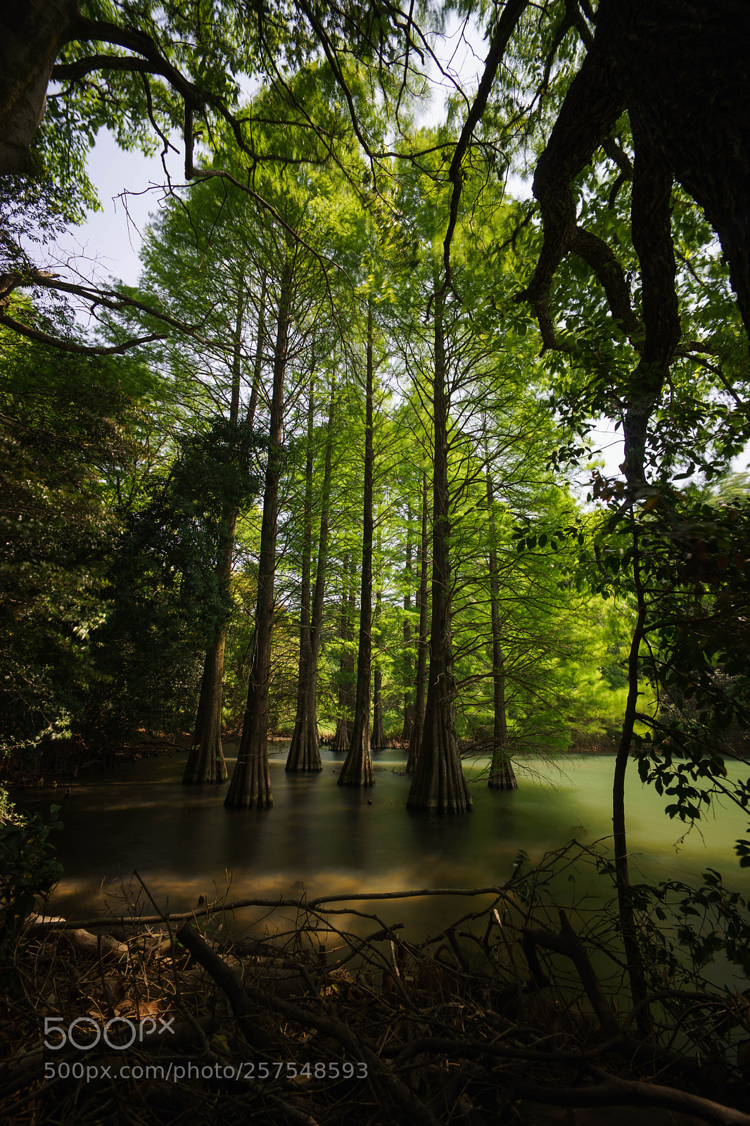 Sony a7 sample photo. 篠栗九大の森 photography