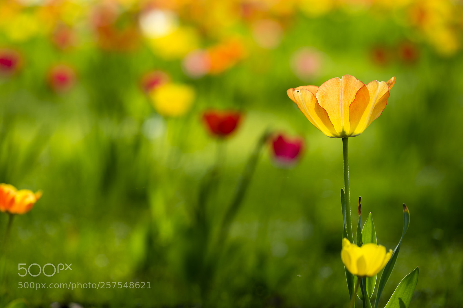 Sony a7 II sample photo. Tulip 2 photography