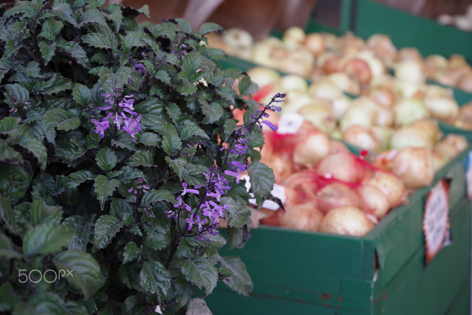 HD PENTAX-D FA 28-105mm F3.5-5.6 ED DC WR sample photo. Fresh farmers market onions produce and flowers stand photography