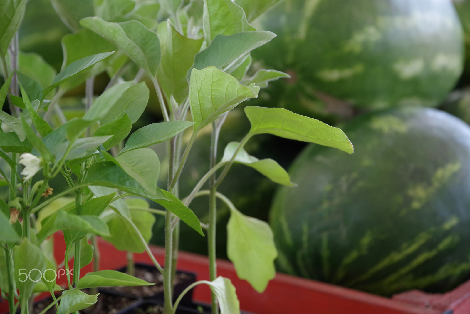 Pentax K-1 sample photo. Fresh farmers market spices and watermelon produce stand photography