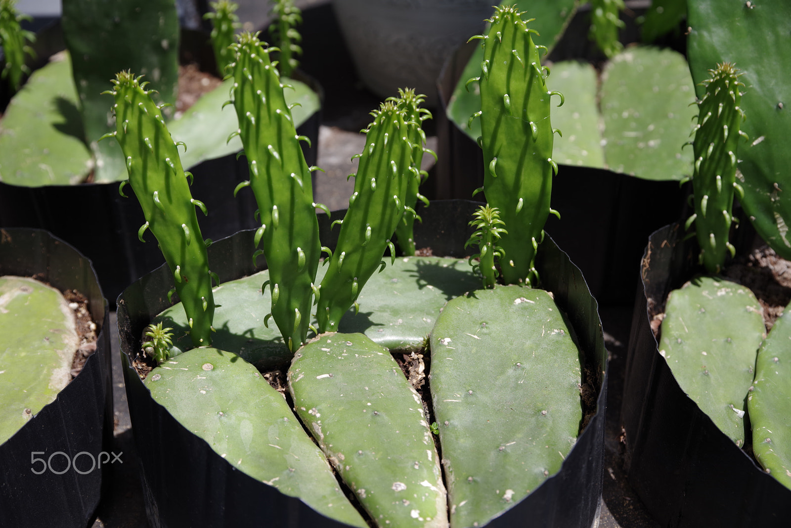 Pentax K-1 sample photo. Cactus farmers plant pot stand photography