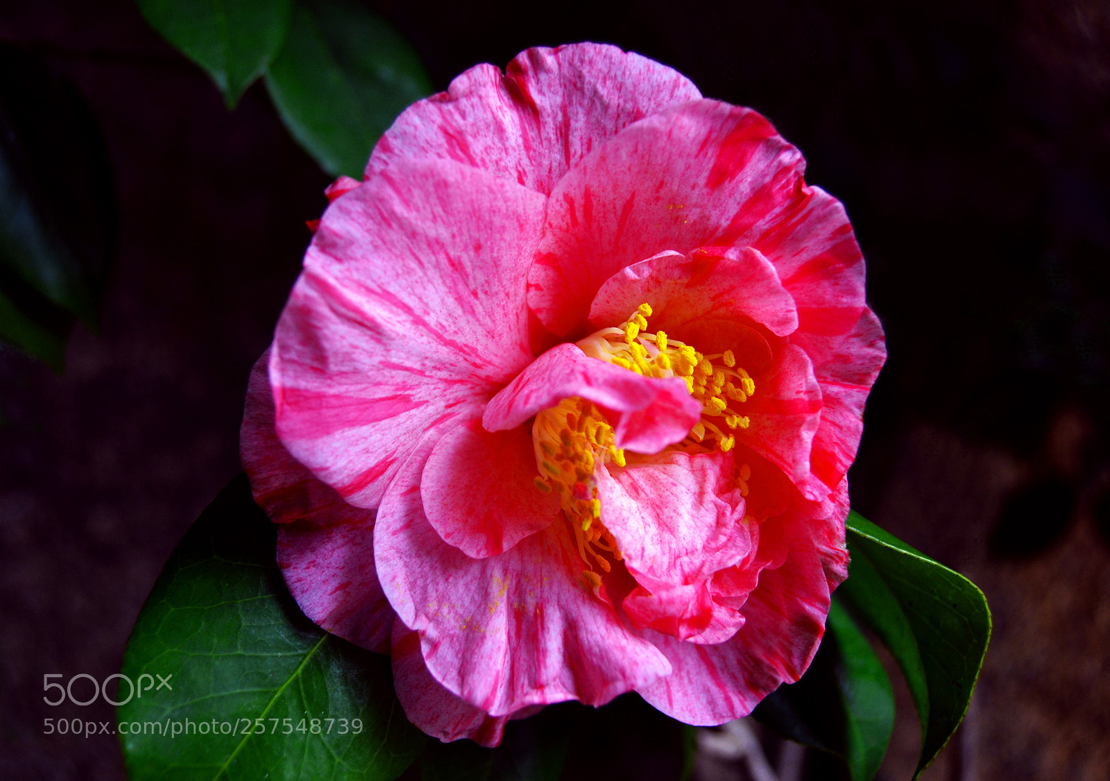 Nikon D3100 sample photo. Flor photography