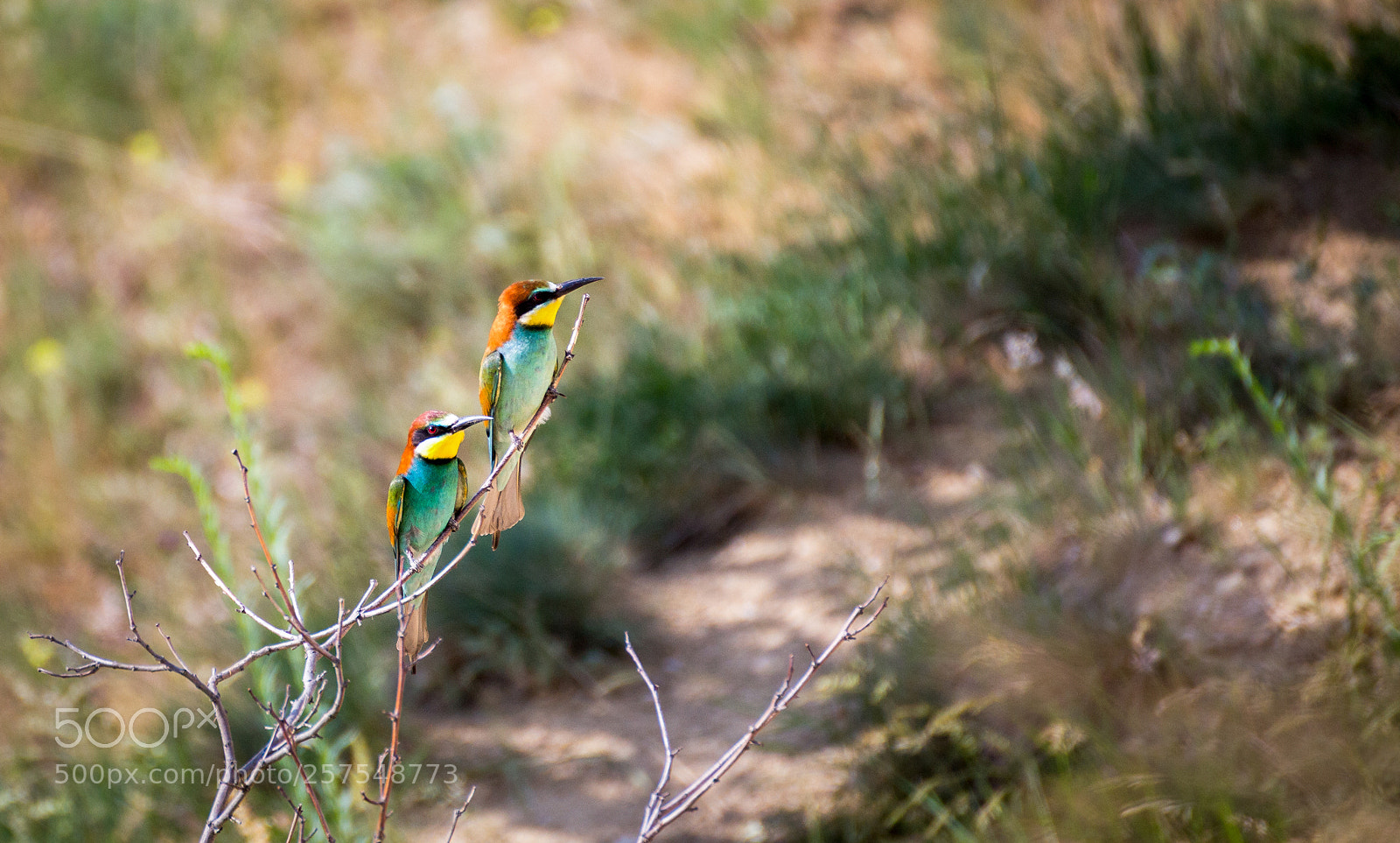 Canon EOS 6D sample photo. -two birds- photography