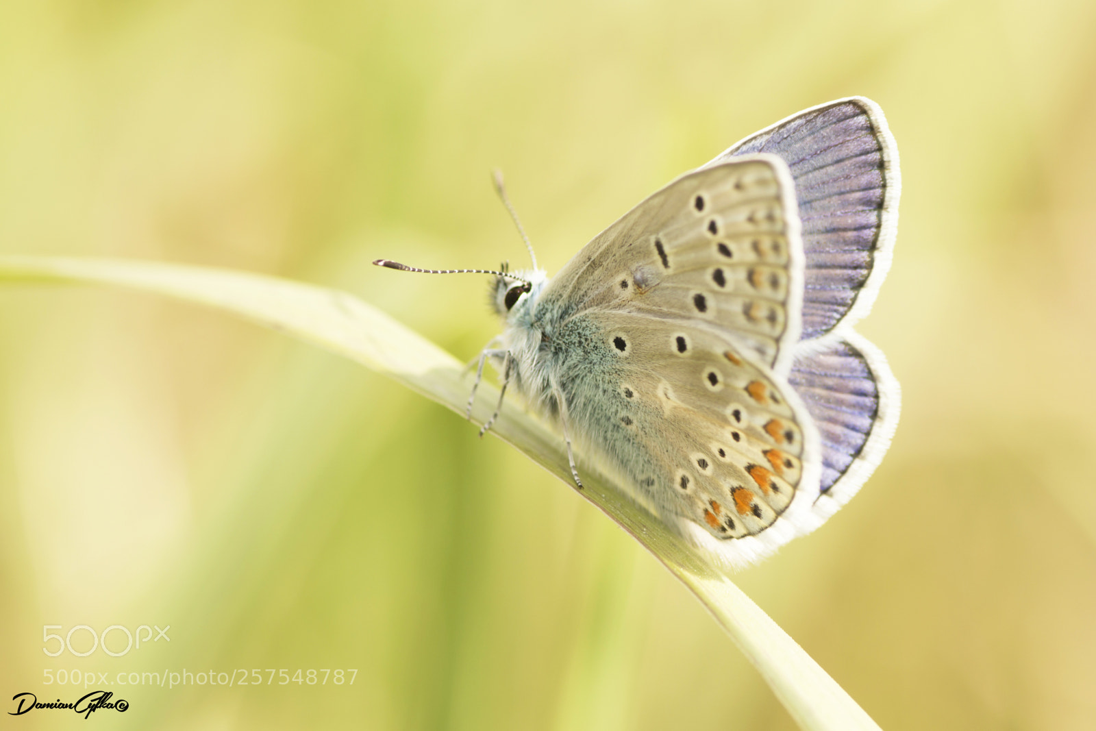 Canon EOS M5 sample photo. Common blue butterfly photography