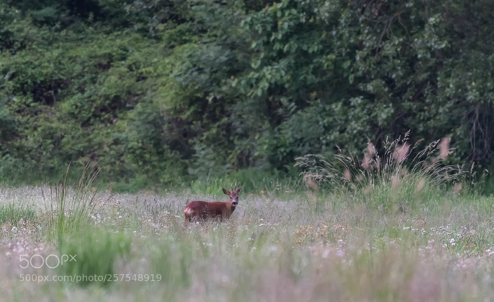 Nikon D750 sample photo. Un samedi matin sur photography