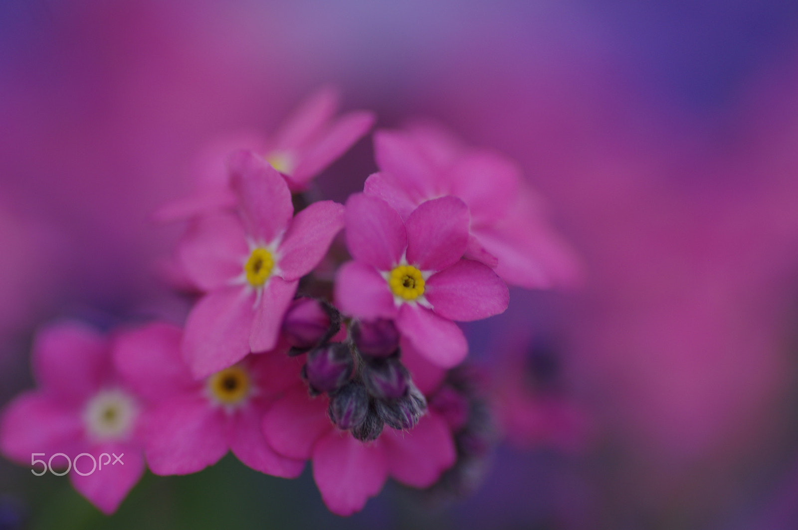 Pentax K-3 II sample photo. Forget me not photography