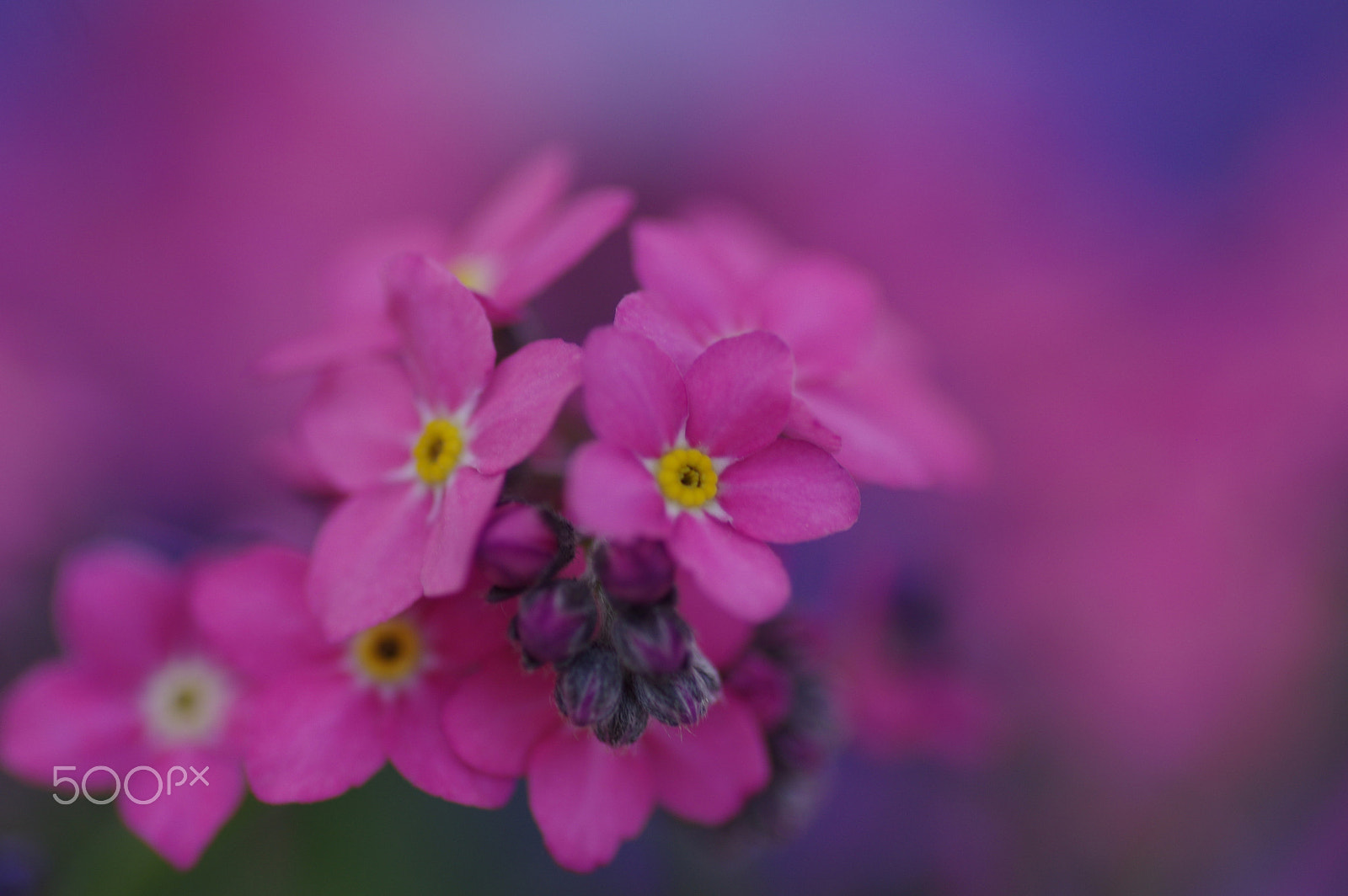 Pentax K-3 II + Pentax smc D-FA 100mm F2.8 Macro WR sample photo. Forget me not photography