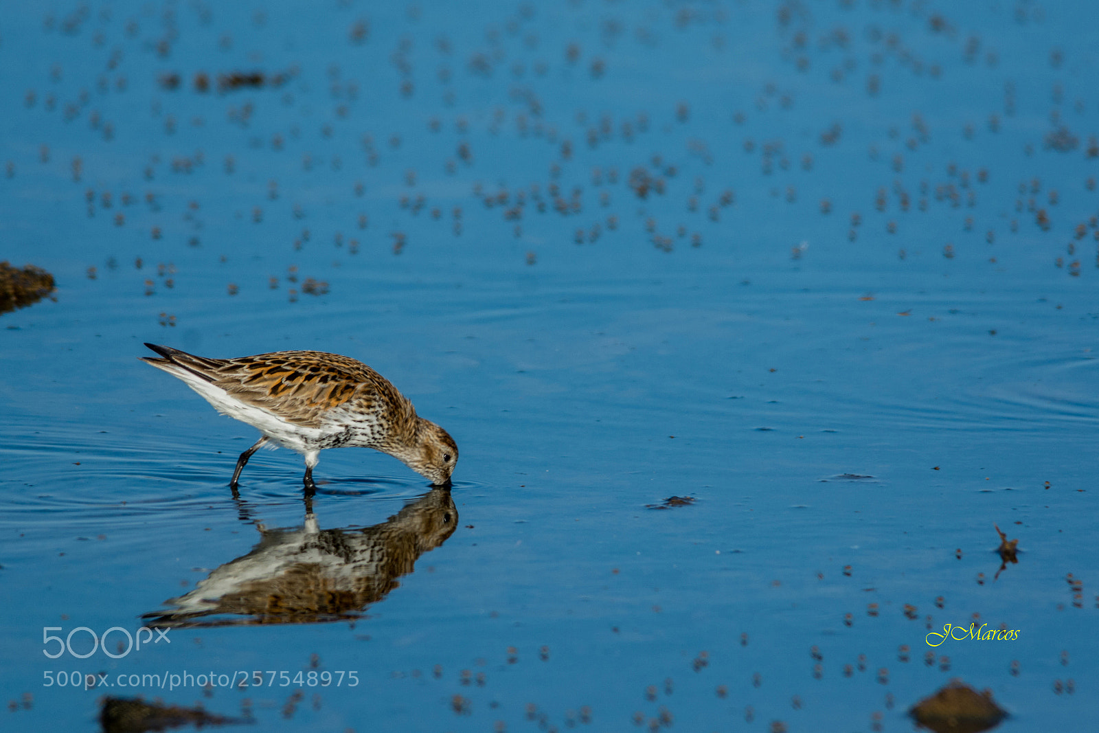 Nikon D7100 sample photo. Dunlin photography