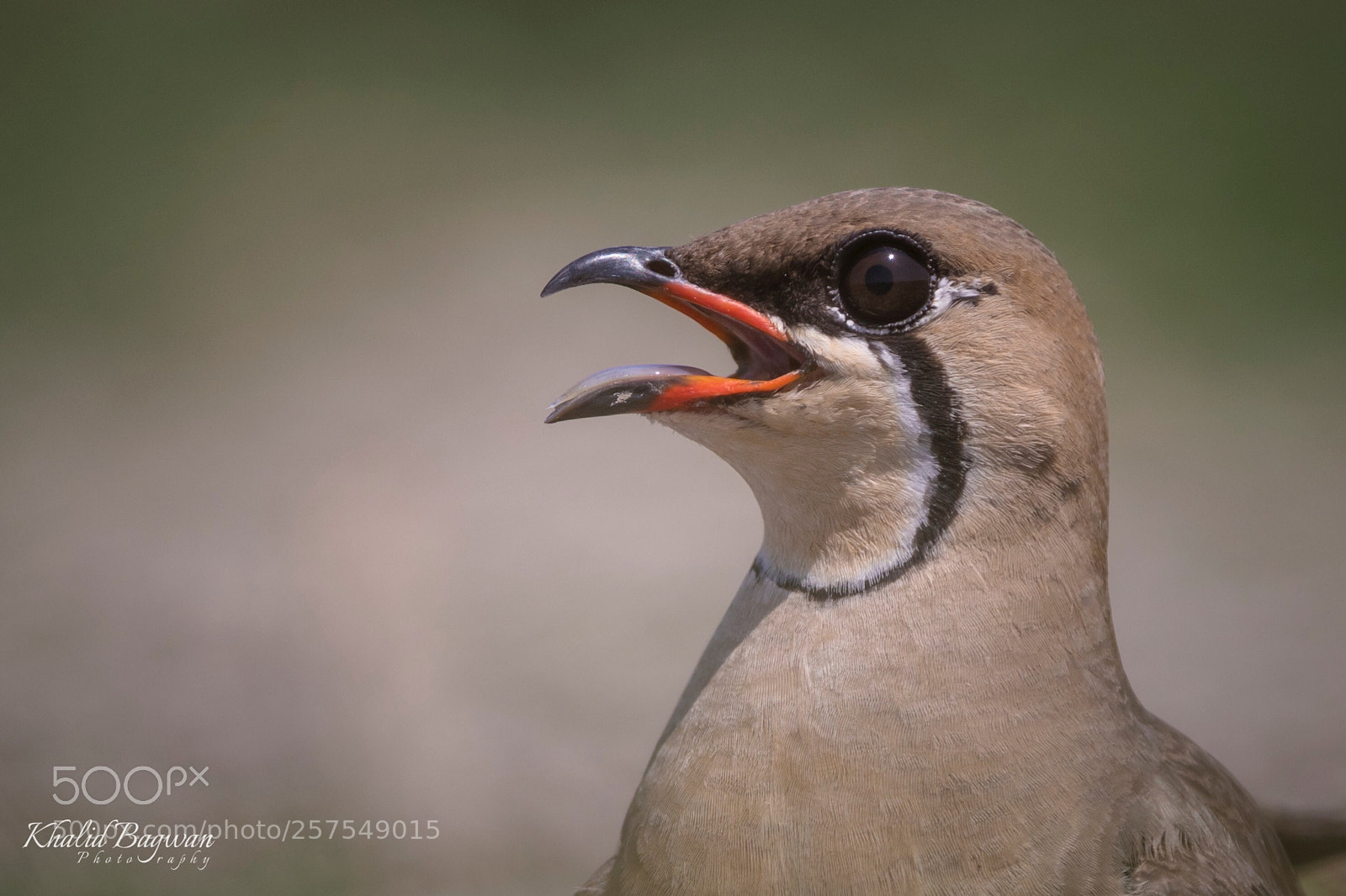 Canon EOS 7D Mark II sample photo. Oriental pratincole photography