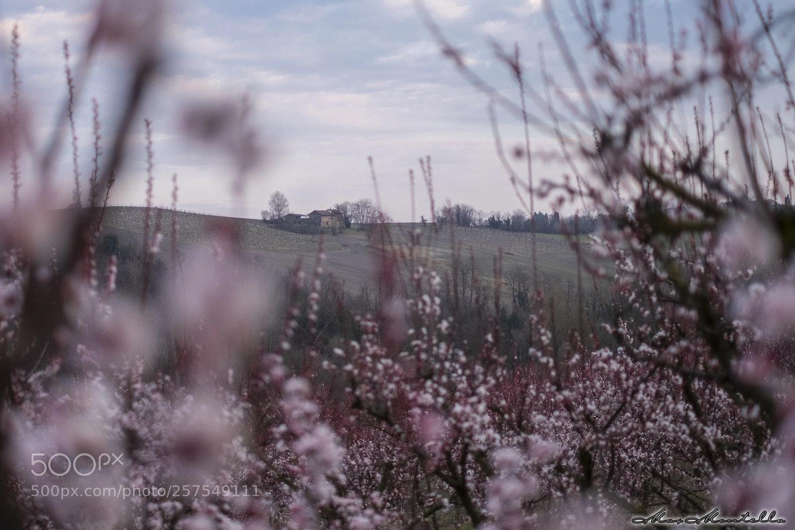 Fujifilm X-T20 sample photo. Spring in bloom! photography