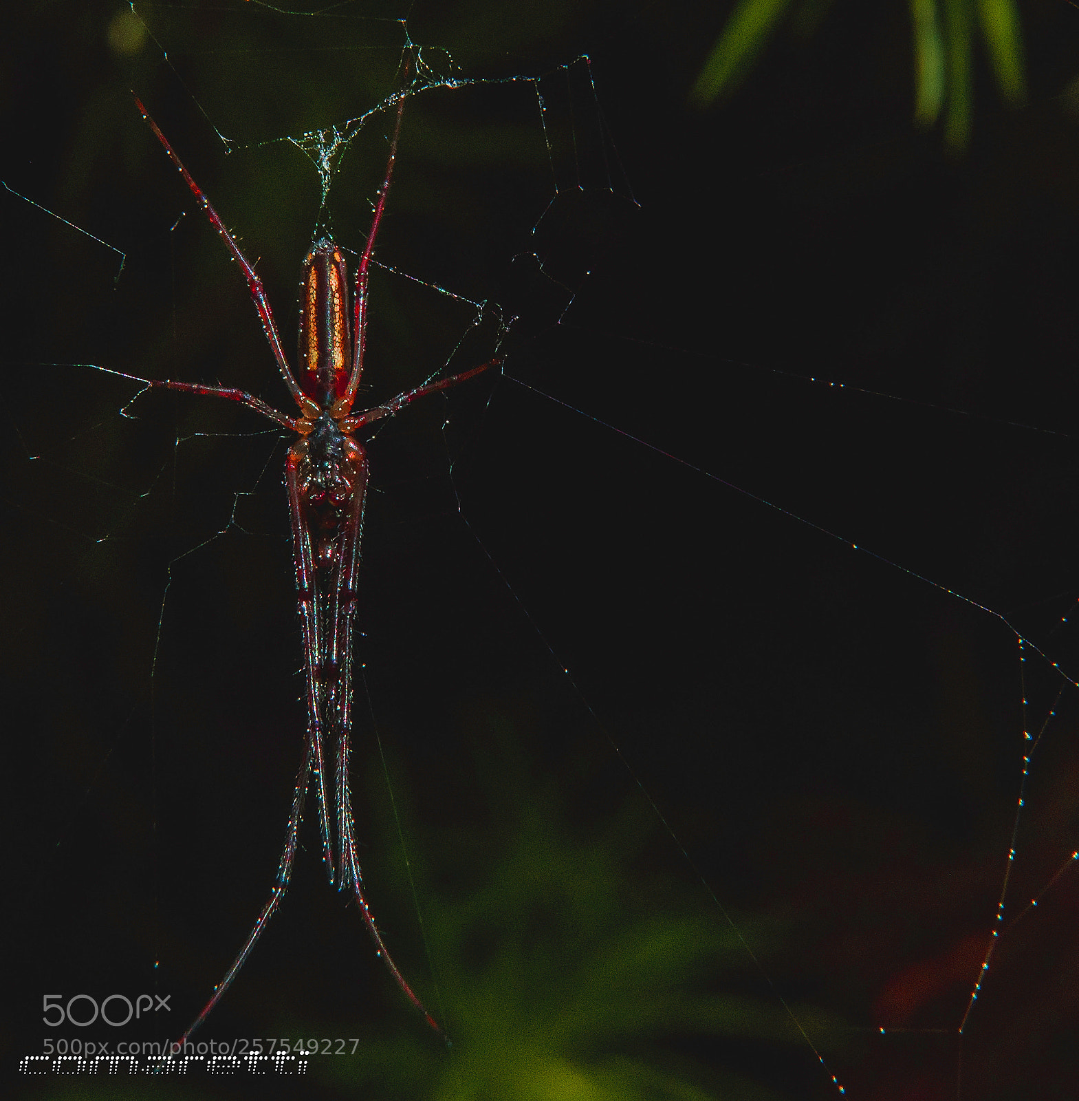 Nikon D750 sample photo. Redspider photography