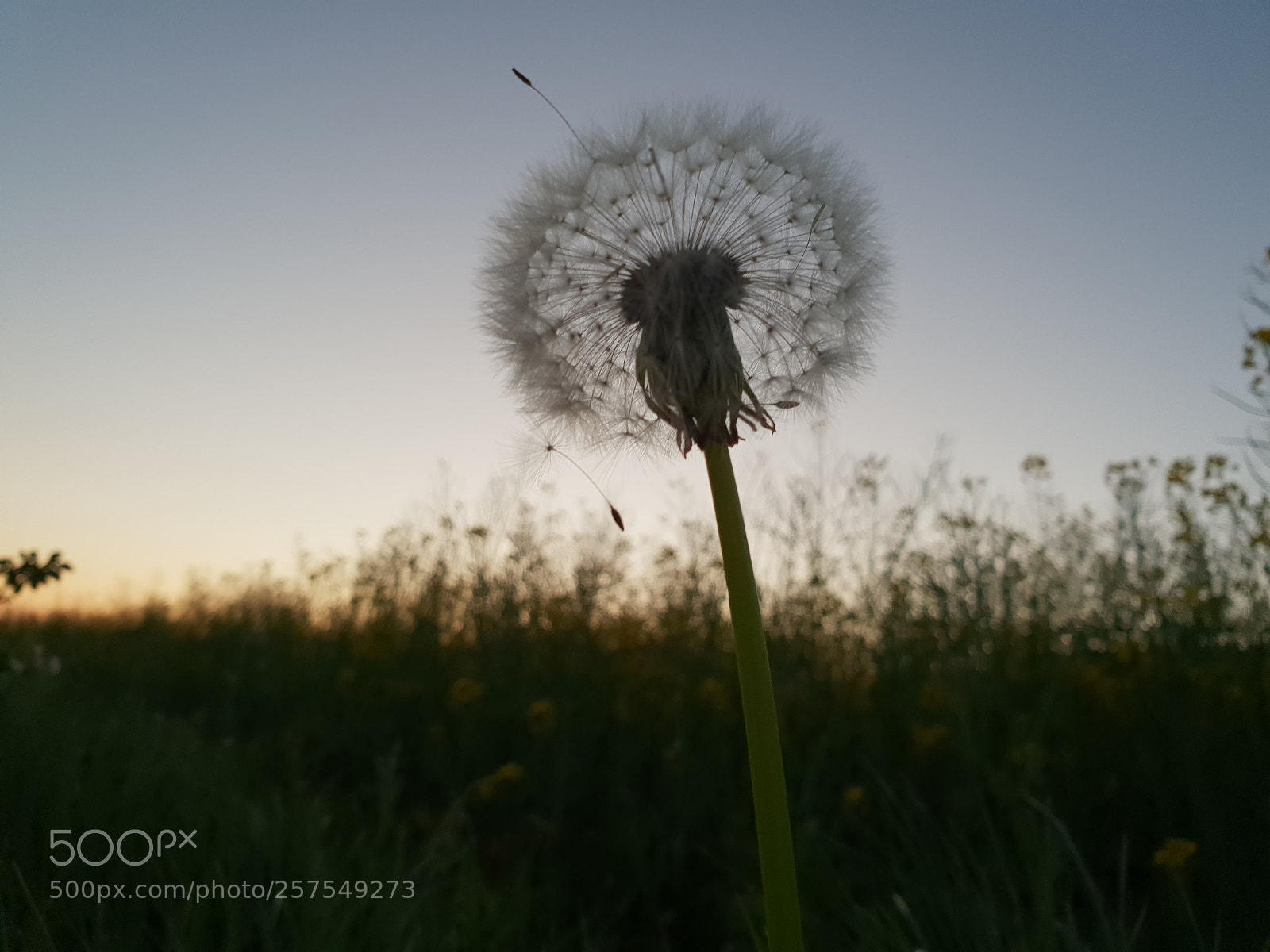 Samsung Galaxy S9 sample photo. Summer dusk photography
