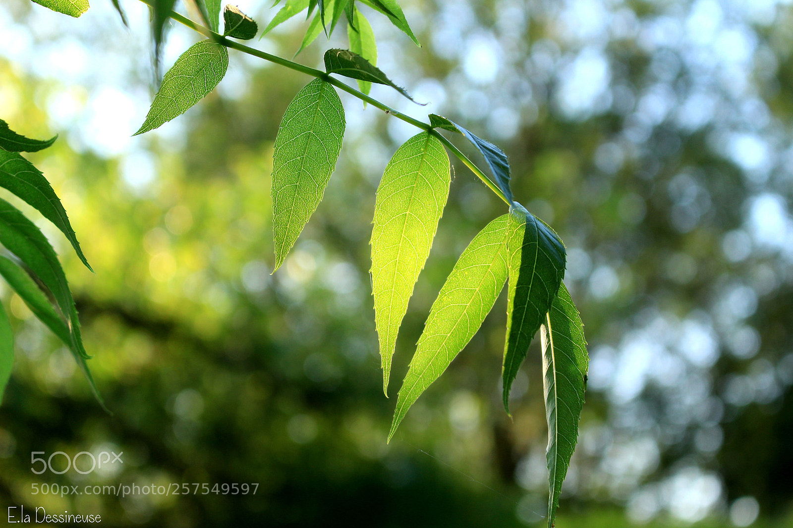 Canon EOS 700D (EOS Rebel T5i / EOS Kiss X7i) sample photo. Img photography
