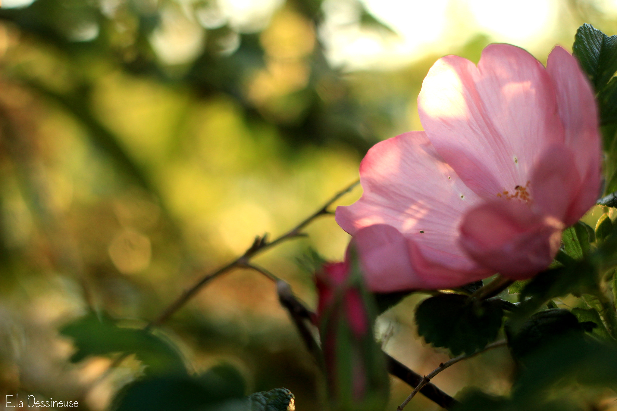 Canon EOS 700D (EOS Rebel T5i / EOS Kiss X7i) + Canon EF 50mm F1.8 II sample photo. Img photography