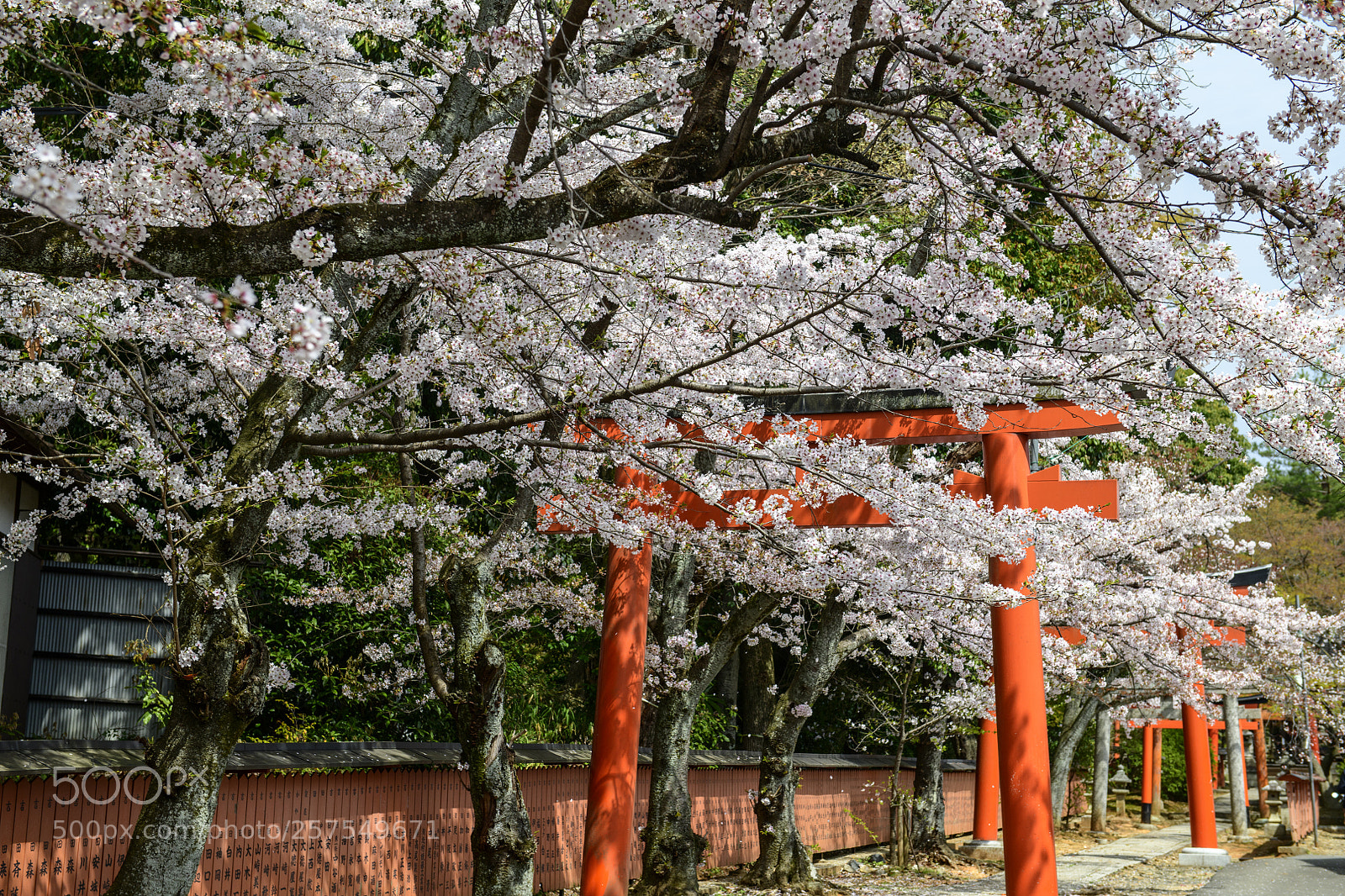Nikon D850 sample photo. Kyoto photography