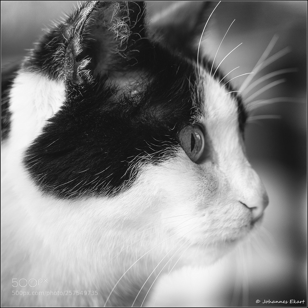 Sony a9 sample photo. Voll konzentriert photography