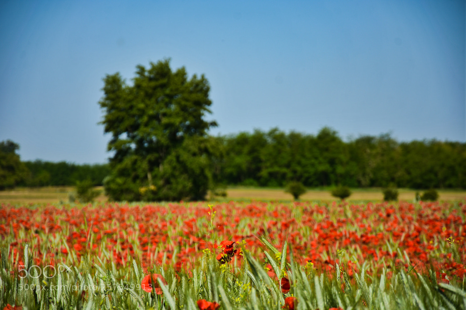 Nikon D7200 sample photo. Untitled photography