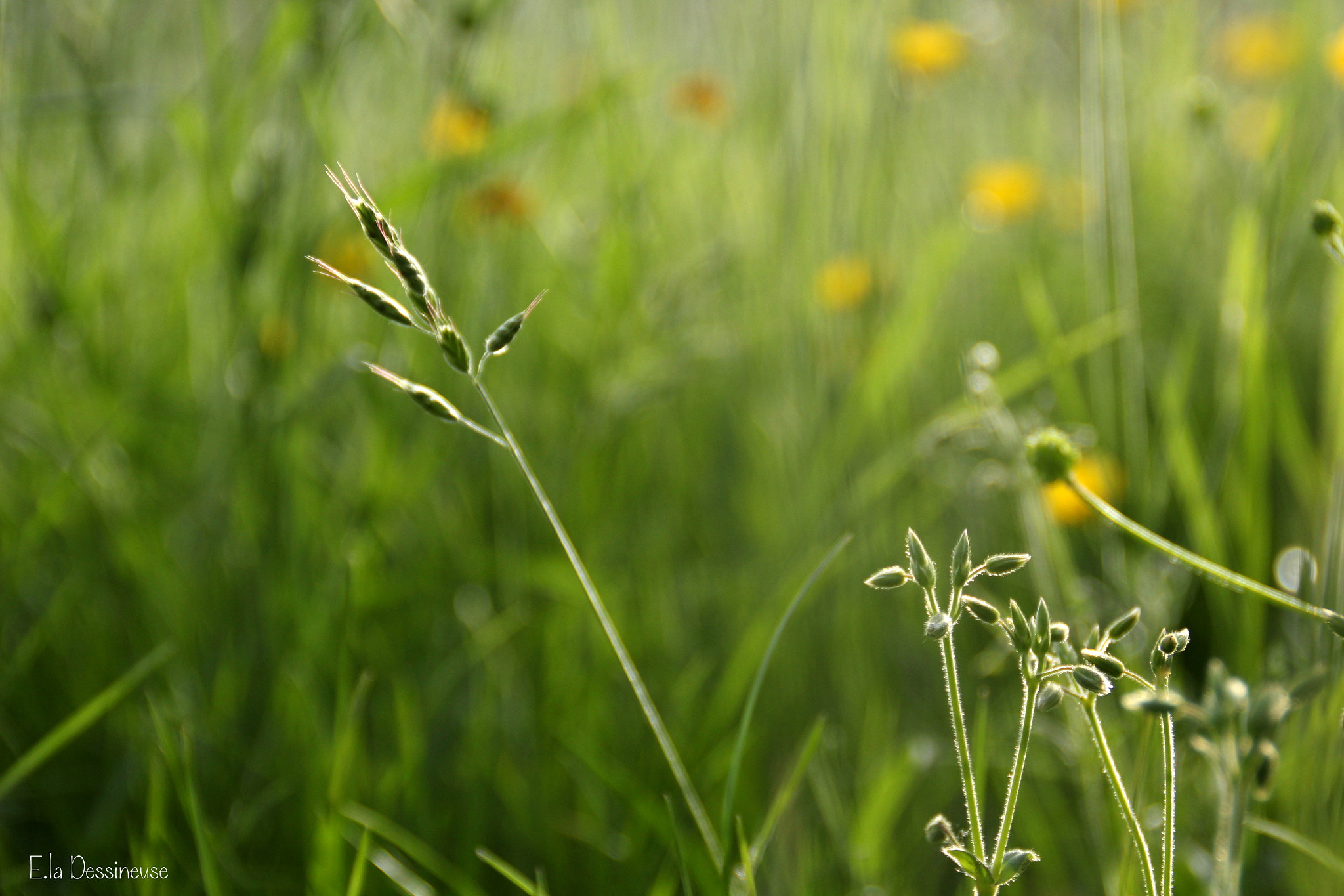 Canon EOS 700D (EOS Rebel T5i / EOS Kiss X7i) sample photo. Img photography