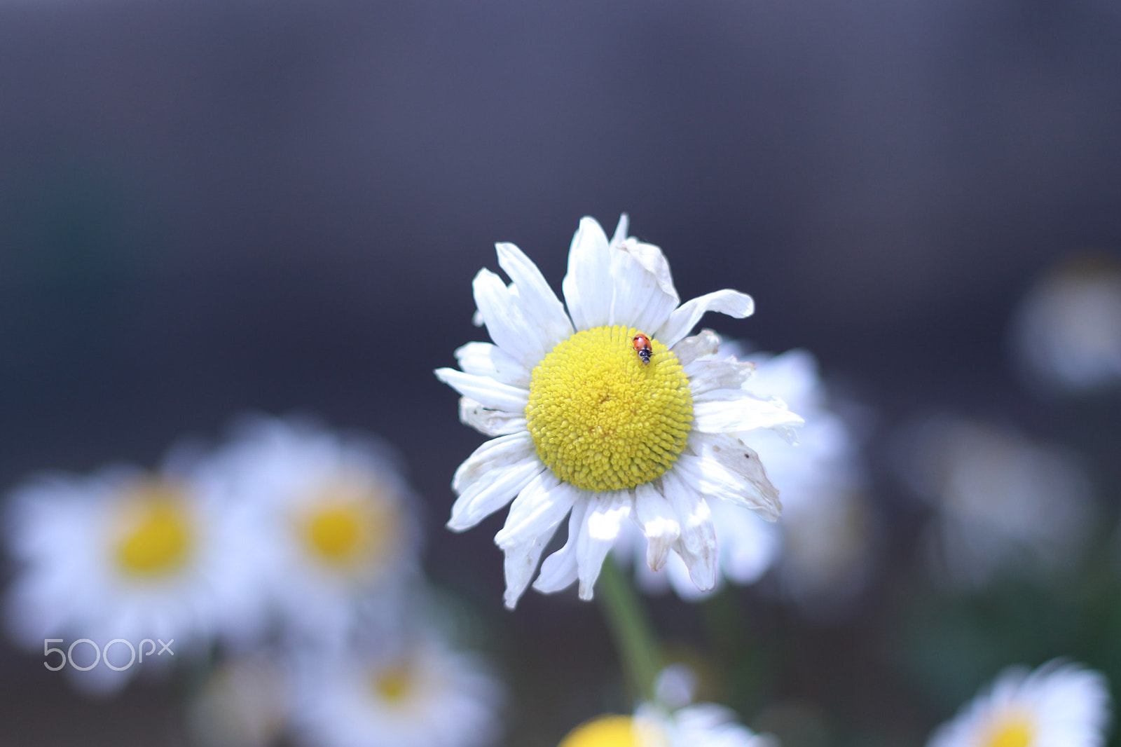 Canon EOS 80D + Canon EF 50mm F1.8 II sample photo. Flower photography
