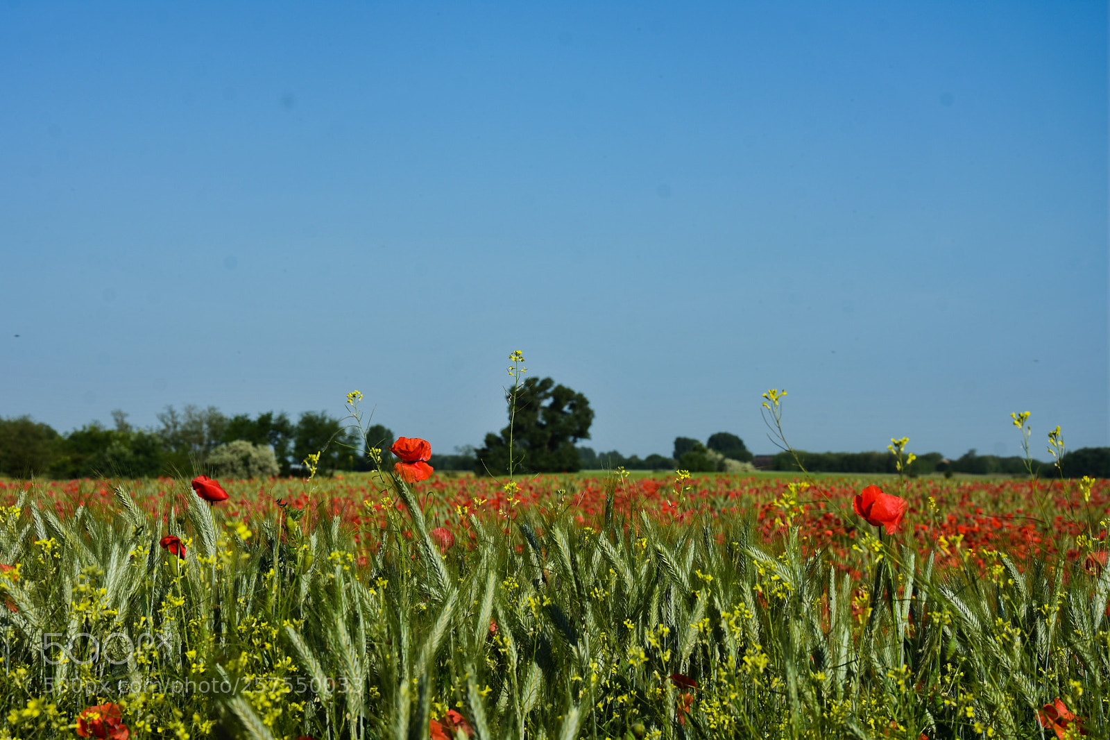 Nikon D7200 sample photo. Untitled photography