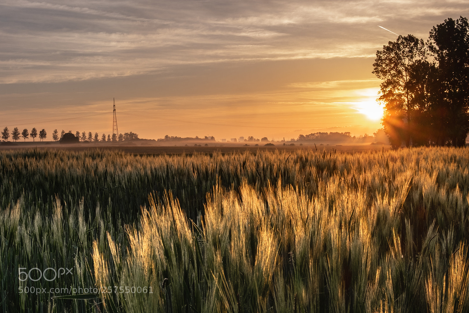 Fujifilm X-T1 sample photo. Morning has broken photography