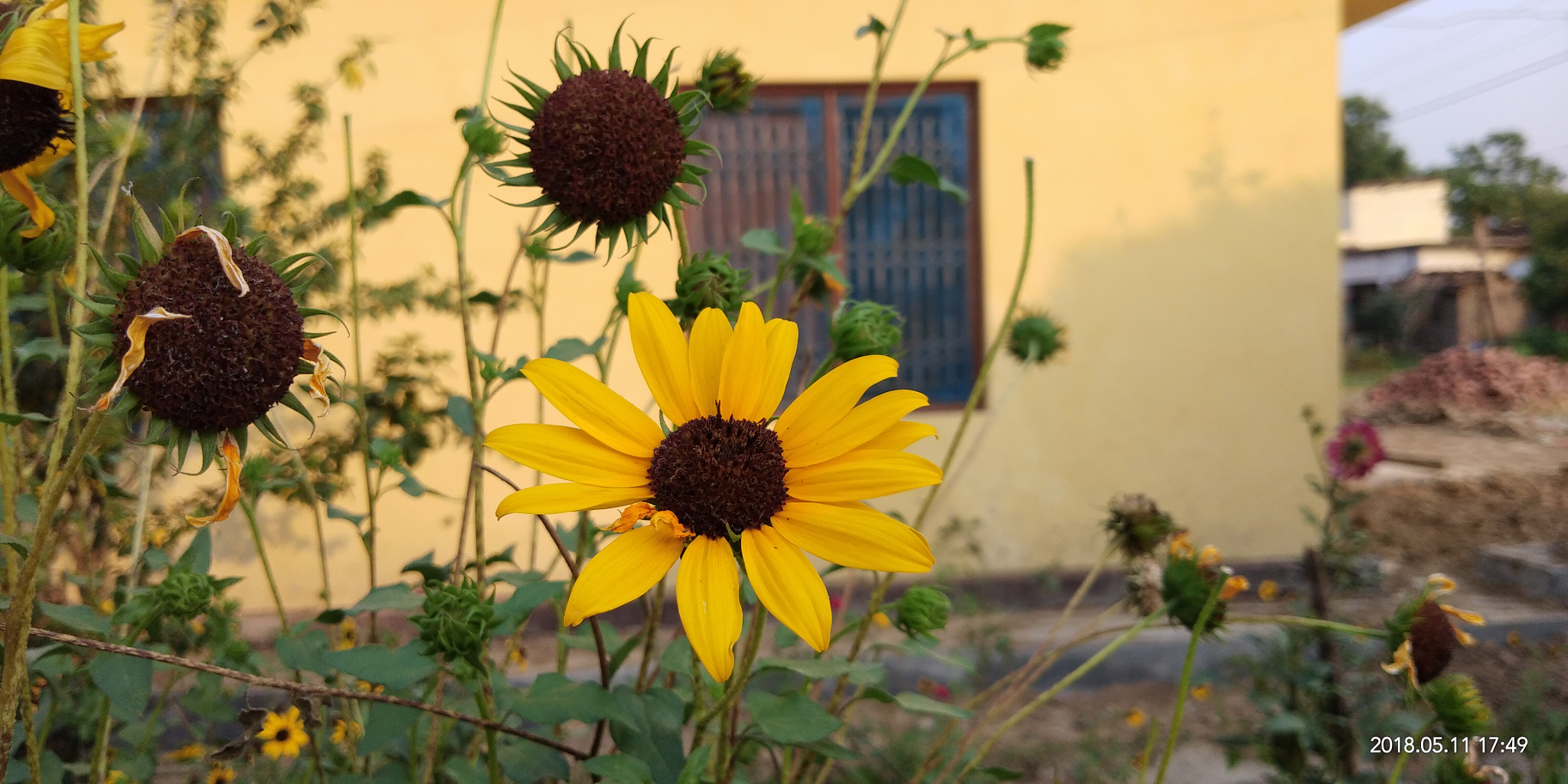 vivo 1718 sample photo. The sunflower photography