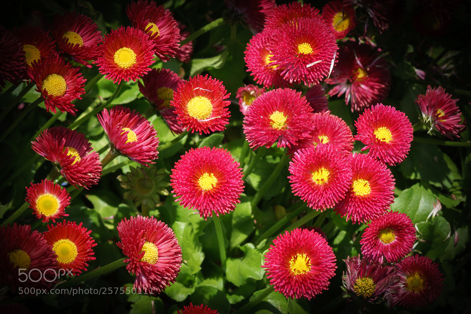 Sony a7 II sample photo. Dsc photography