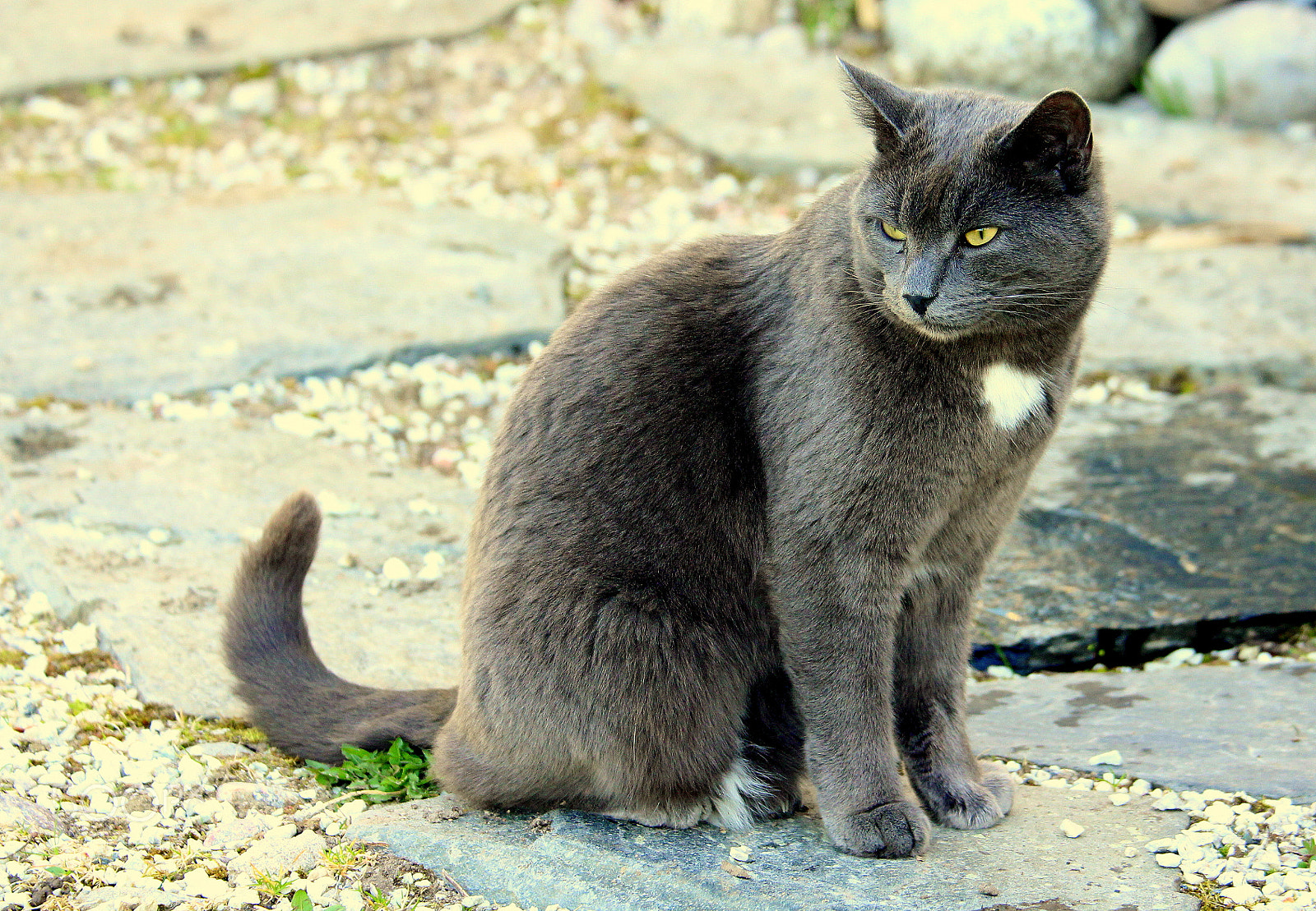 Canon EOS 700D (EOS Rebel T5i / EOS Kiss X7i) sample photo. Niilo-cat looking marveling, what`s going on... photography