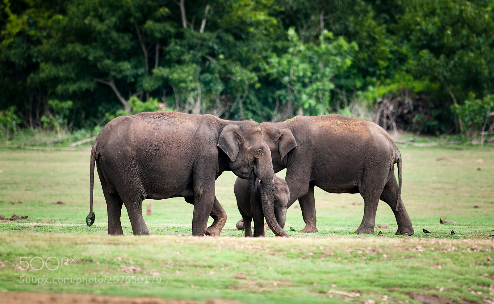 Nikon D300S sample photo. Elephants photography