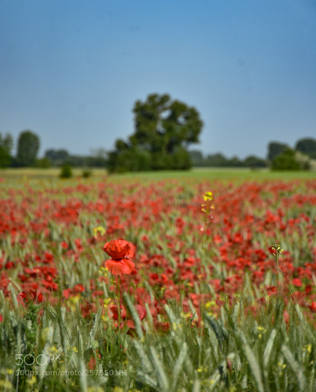 Nikon D7200 sample photo. Untitled photography
