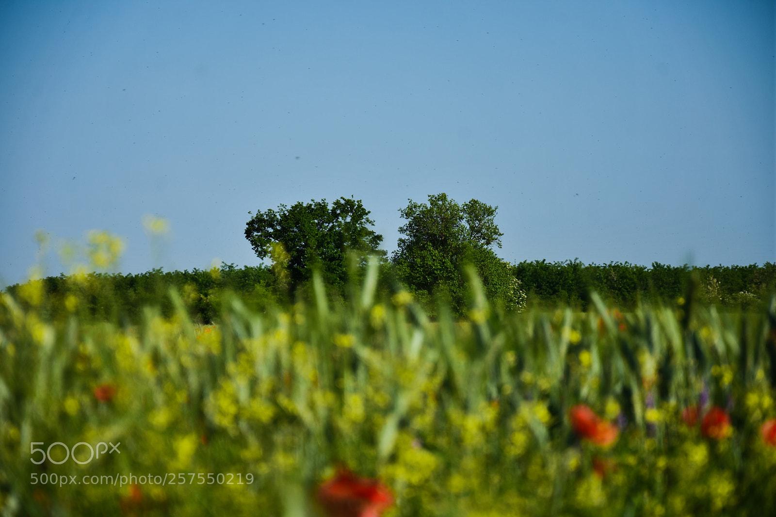 Nikon D7200 sample photo. Untitled photography