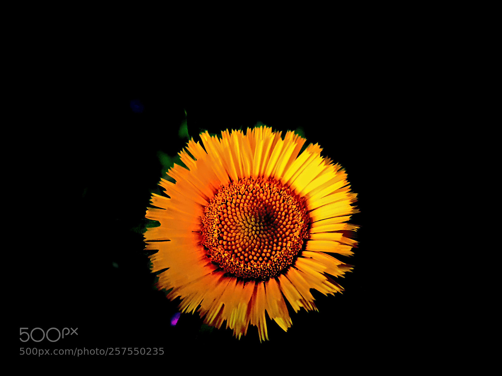 Samsung Galaxy S7 sample photo. Flower #21 s7 photography