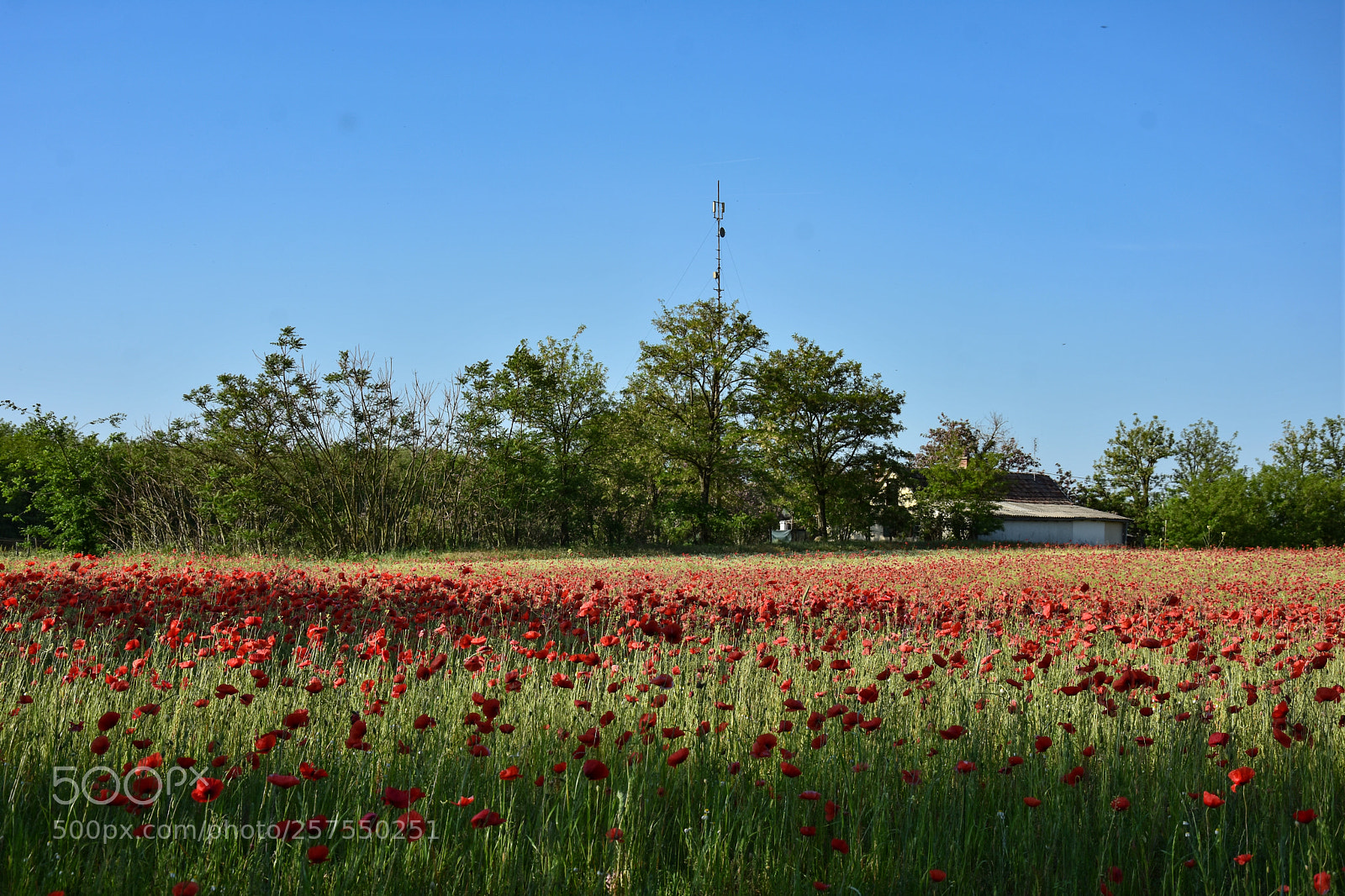 Nikon D7200 sample photo. Untitled photography
